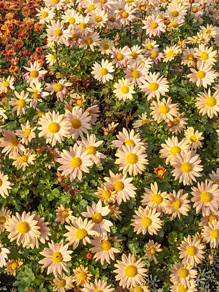 466004 - Chrysanthemum (Chrysanthemum indicum 'Isabellarosa')