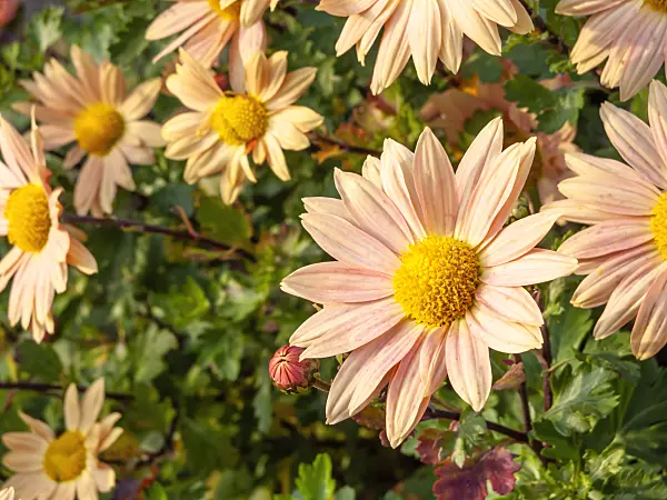 466006 - Chrysanthemum (Chrysanthemum indicum 'Isabellarosa')