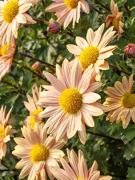 466007 - Chrysanthemum (Chrysanthemum indicum 'Isabellarosa')