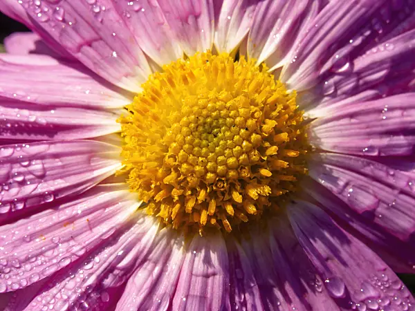 431069 - Chrysanthemum (Chrysanthemum indicum 'Karminriese')