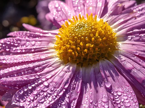 431070 - Chrysanthemum (Chrysanthemum indicum 'Karminriese')