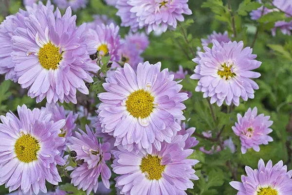 551001 - Chrysanthemum (Chrysanthemum indicum 'Karminsilber')