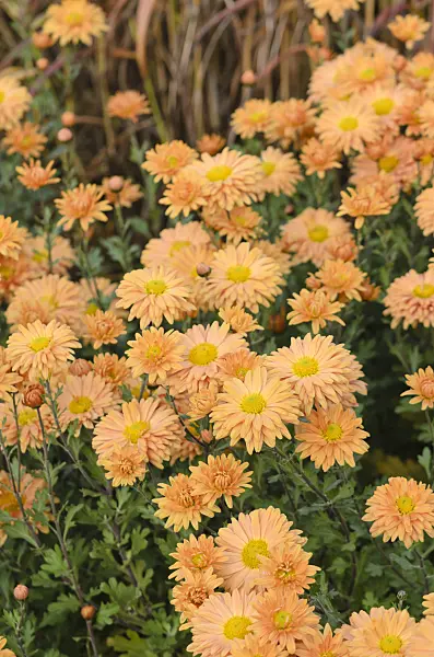 525300 - Chrysanthemum (Chrysanthemum indicum 'Kleiner Bernstein')