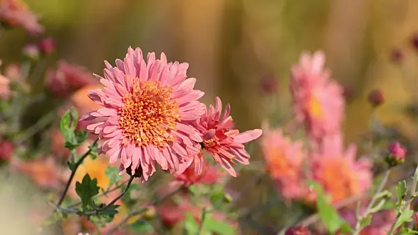 502023 - Chrysanthemum (Chrysanthemum indicum 'Lachsrote Wolke')