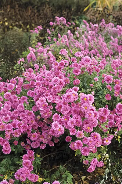 371006 - Chrysanthemum (Chrysanthemum indicum 'Manito')