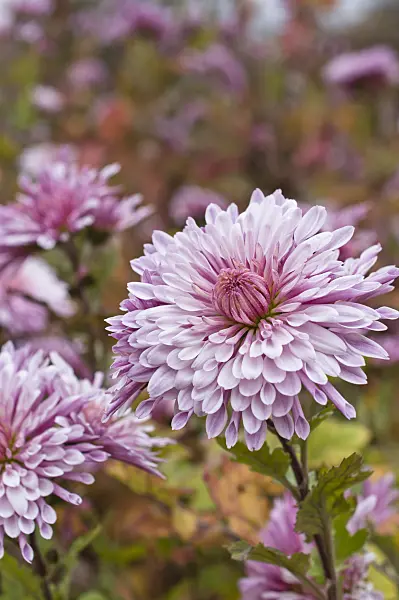 514038 - Chrysanthemum (Chrysanthemum indicum 'Nebelrose')