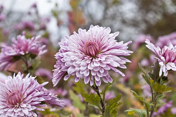 514039 - Chrysanthemum (Chrysanthemum indicum 'Nebelrose')