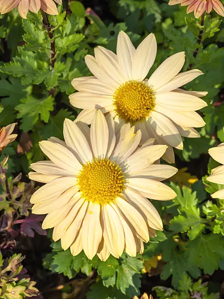 431040 - Chrysanthemum (Chrysanthemum indicum 'Nordlicht')