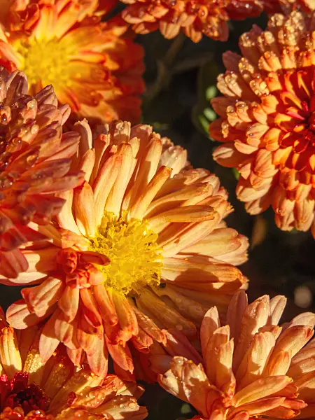 431065 - Chrysanthemum (Chrysanthemum indicum 'Rehauge')