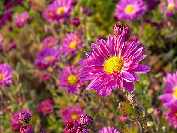 466001 - Chrysanthemum (Chrysanthemum indicum 'Rosalinde')