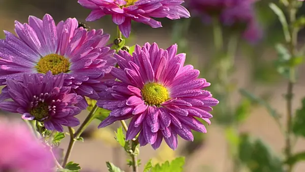 502025 - Chrysanthemum (Chrysanthemum indicum 'Rosenmarguerite')