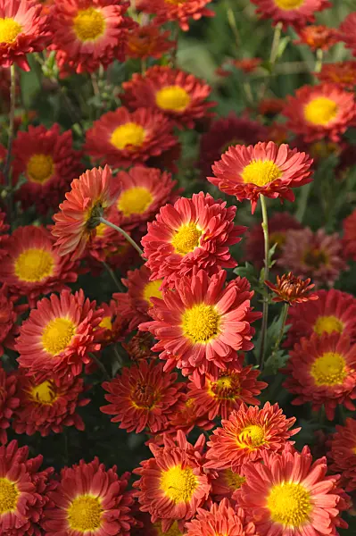 489102 - Chrysanthemum (Chrysanthemum indicum 'Rumpelstilzchen')
