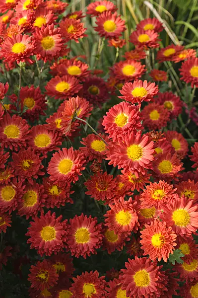 489103 - Chrysanthemum (Chrysanthemum indicum 'Rumpelstilzchen')