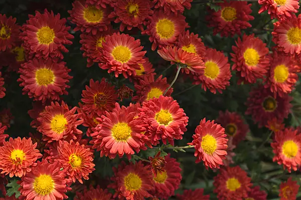 489104 - Chrysanthemum (Chrysanthemum indicum 'Rumpelstilzchen')