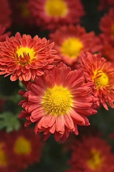 489105 - Chrysanthemum (Chrysanthemum indicum 'Rumpelstilzchen')