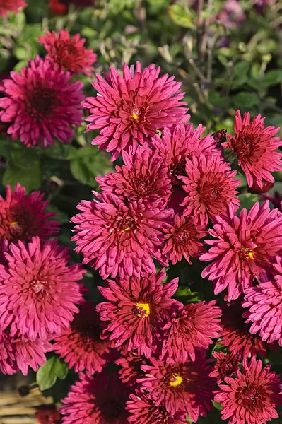 489101 - Chrysanthemum (Chrysanthemum indicum 'Twinkle')