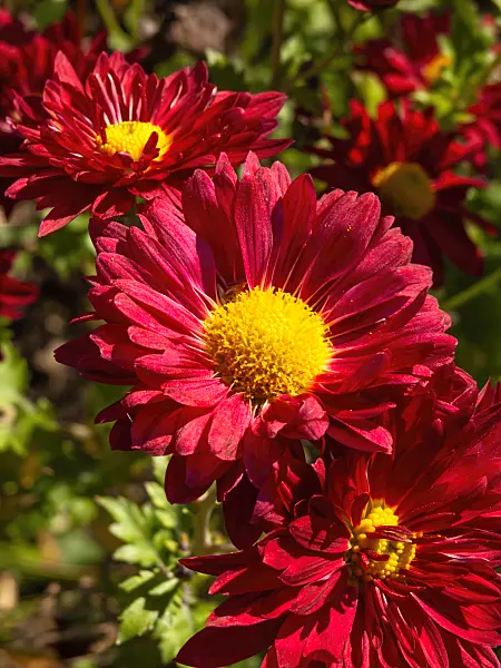 431042 - Chrysanthemum (Chrysanthemum indicum 'Vesuv')