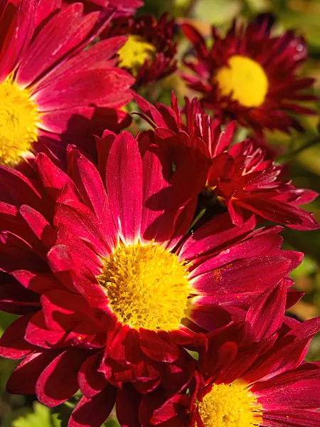 431043 - Chrysanthemum (Chrysanthemum indicum 'Vesuv')