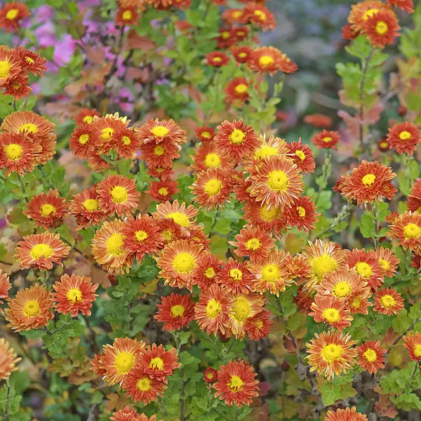 502151 - Chrysanthemum (Chrysanthemum indicum 'Vreneli')