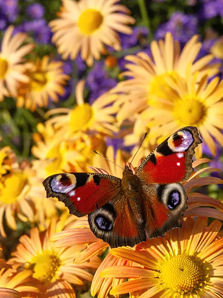 430125 - Chrysanthemum (Chrysanthemum rubellum 'Mary Stoker') and peacock butterfly (Inachis io)