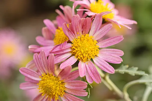 478094 - Chrysanthemum (Chrysanthemum shiwogiku)