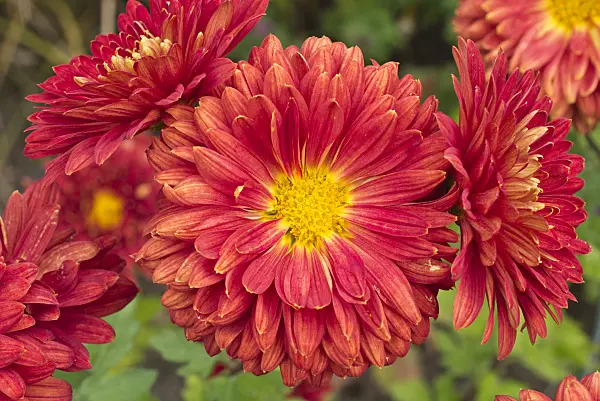607245 - Chrysanthemum (Chrysanthemum x hortorum 'Königssohn')