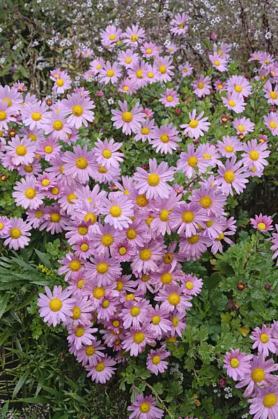 477110 - Chrysanthemum (Chrysanthemum x hortorum 'Pinky')