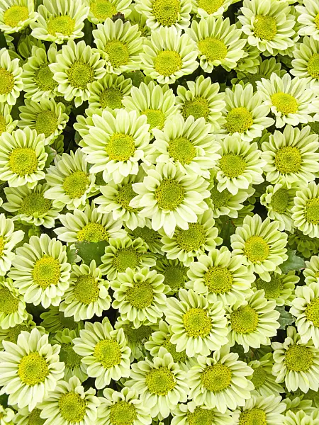 426177 - Chrysanthemums (Chrysanthemum)