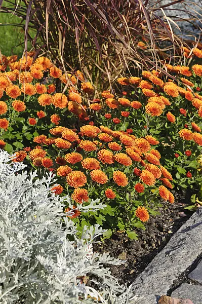 489077 - Chrysanthemums (Chrysanthemum)