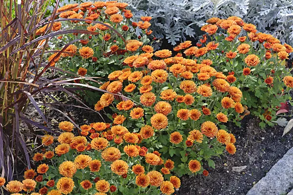 489078 - Chrysanthemums (Chrysanthemum)
