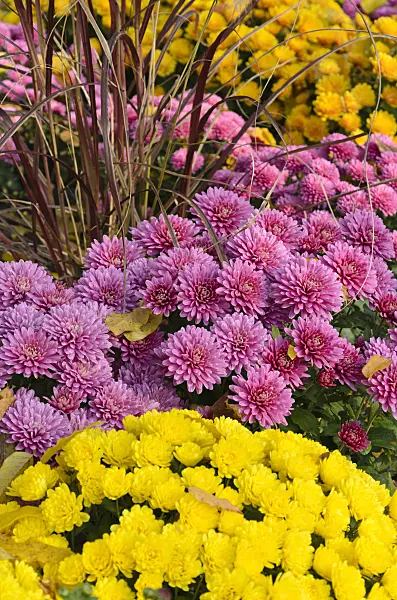 502042 - Chrysanthemums (Chrysanthemum)