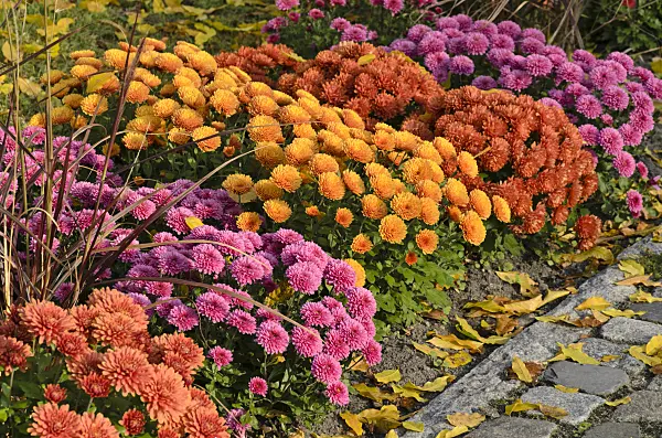 502043 - Chrysanthemums (Chrysanthemum)