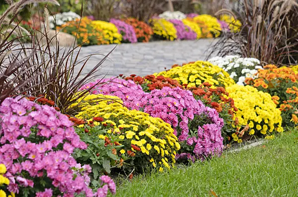 525213 - Chrysanthemums (Chrysanthemum)