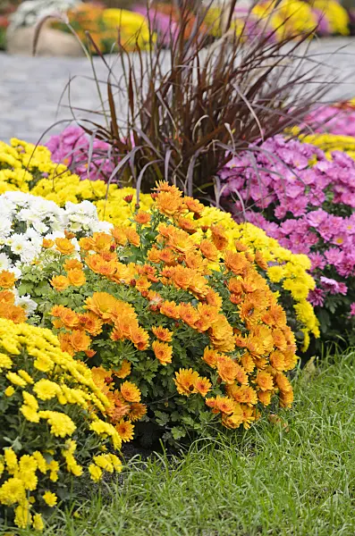 525214 - Chrysanthemums (Chrysanthemum)