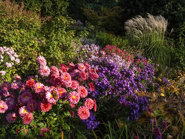 430121 - Chrysanthemums (Chrysanthemum), asters (Aster) and Chinese silver grass (Miscanthus sinensis)