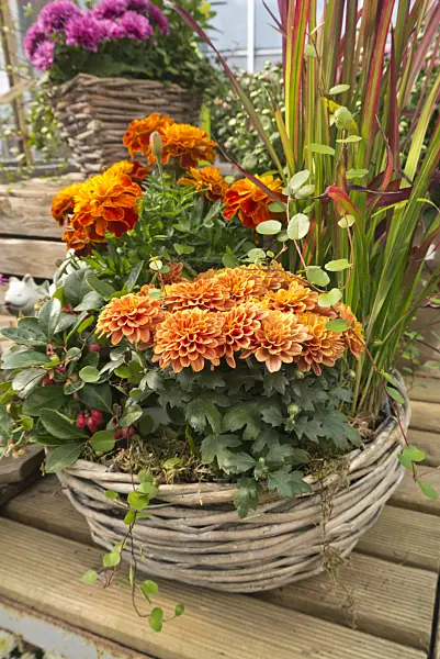 536204 - Chrysanthemums (Chrysanthemum), marigolds (Tagetes) and Japanese blood grass (Imperata cylindrica 'Red Baron' syn. Imperata cylindrica 'Rubra')