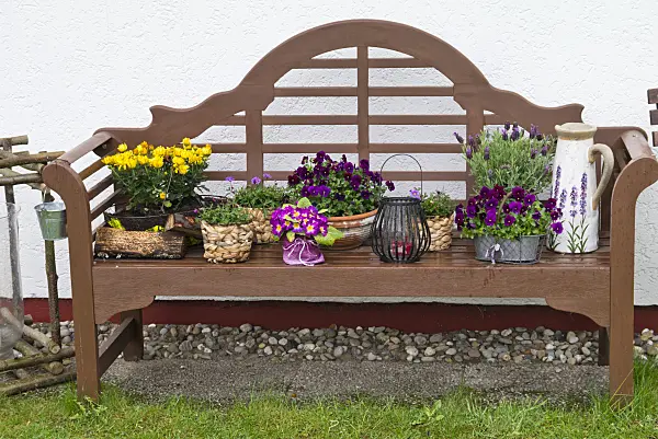 544053 - Chrysanthemums (Chrysanthemum), violets (Viola) and topped lavender (Lavandula stoechas) on a garden bench