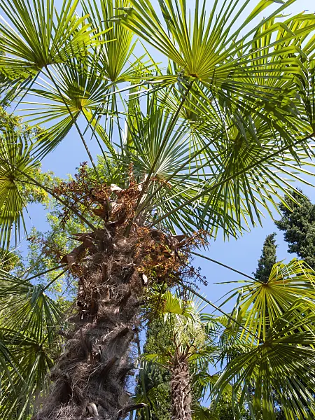 414111 - Chusan palm (Trachycarpus fortunei)