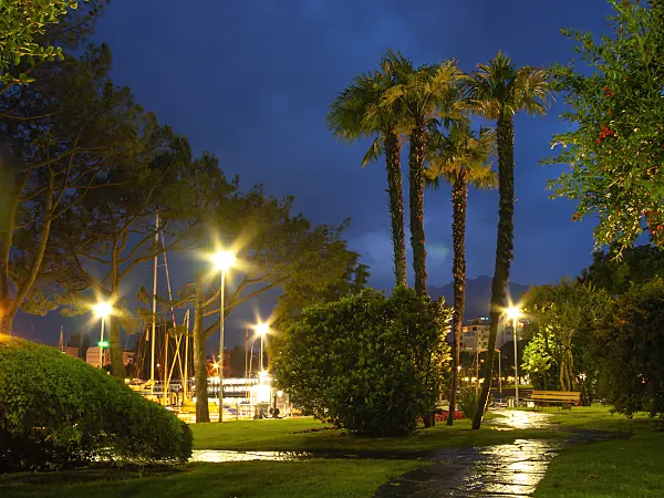 414156 - Chusan palm (Trachycarpus fortunei) at Lago Maggiore, Locarno, Switzerland