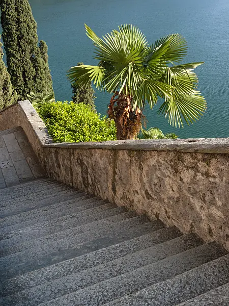 414117 - Chusan palm (Trachycarpus fortunei), Santa Maria del Sasso, Morcote, Switzerland