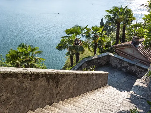 414118 - Chusan palm (Trachycarpus fortunei), Santa Maria del Sasso, Morcote, Switzerland