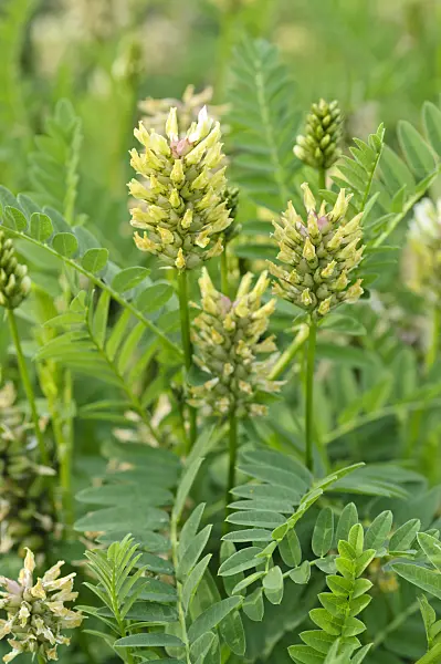 473333 - Cicer milkvetch (Astragalus cicer)