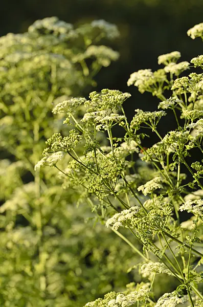 497367 - Ciguë tachetée (Conium maculatum)