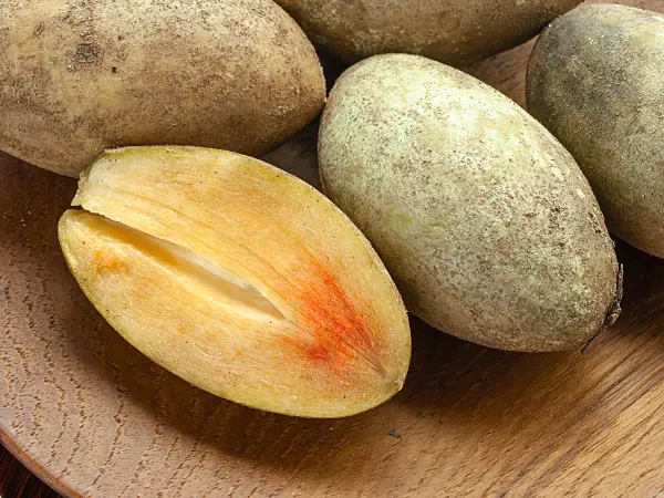 434303 - Ciku (Manilkara zapota)