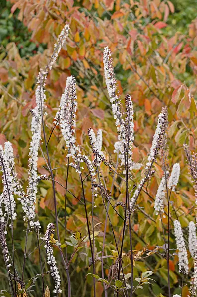 525068 - Cimicifuge à grappe (Cimicifuga racemosa 'Atropurpurea' syn. Actaea racemosa 'Atropurpurea')
