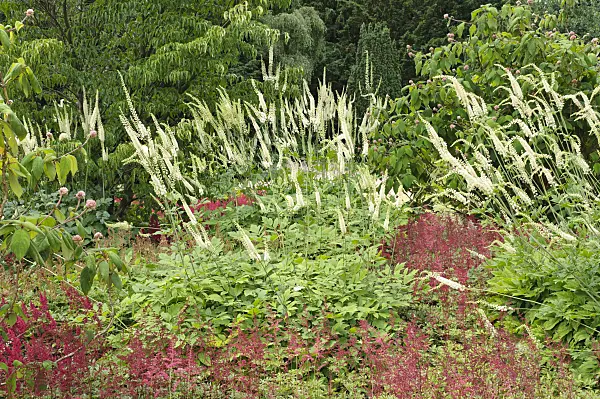 486044 - Cimicifuge à grappe (Cimicifuga racemosa syn. Actaea racemosa) et astilbes (Astilbe)