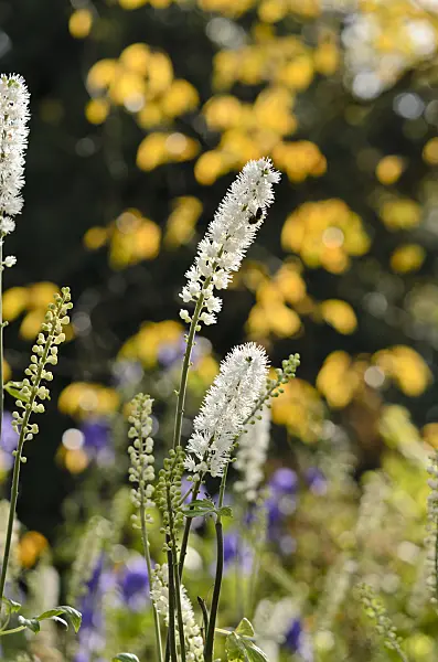 525268 - Cimicifuge (Cimicifuga simplex 'Armleuchter' syn. Actaea simplex 'Armleuchter')