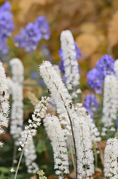 525295 - Cimicifuge (Cimicifuga simplex syn. Actaea simplex)