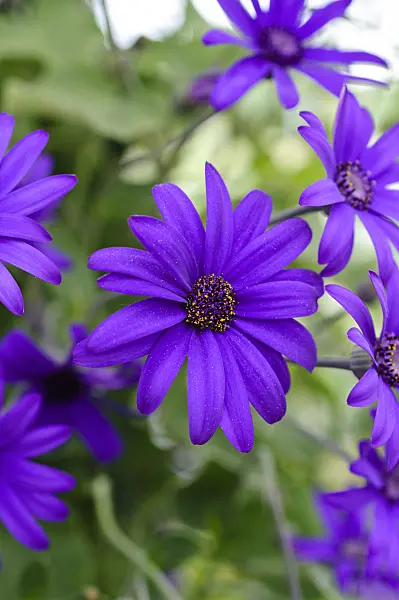 472039 - Cineraria (Pericallis Senetti Blue)