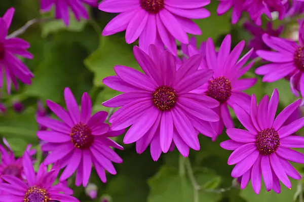 472040 - Cineraria (Pericallis Senetti Magenta)
